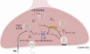 치매 등 퇴행성뇌질환 치료 단초 제공…생체물질 기능 첫 규명