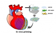 줄기세포로 심근경색 치료효과 극대화…‘바이오잉크 심장패치’ 개발