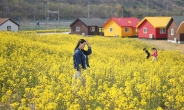 동해 망상에 만발한 유채꽃, 봄이 오긴 했나 봄