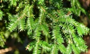 전남산림자원연구소, 비자나무잎 추출물 손소독제 제조법 개발