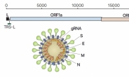 코로나19 고해상도 유전자지도 완성…바이러스 유전자 위치 파악 가능해져
