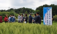 경기도농기원, 이모작 적합한 ‘맥류 4품종’ 선발