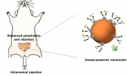 인체 약물 전달효율↑…방광치료 나노로봇 개발