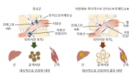 혈관 대사기능 조절로 ‘건강한 비만’ 유도한다