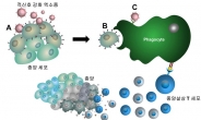 癌세포에 표적신호 이식…항암면역치료 효율 높인다