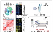 코로나19 악화시키는 ‘사이토카인 폭풍’ 원인 찾았다