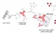 ‘분자 끈끈이’ 원리로 단백질백신 쉽게 만든다