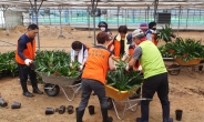 용인 상현2동, 민간단체  ‘화훼농가 수해복구’ 봉사 참여