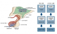 腦 생성 인슐린이 신체기능 조절…청소년 스트레스성 성장지연 예방