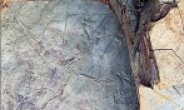 코리스토데라 18개 발자국, 울주서 세계 첫 발견