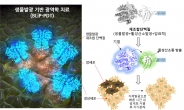 빛내는 단백질로 부작용없이 癌세포 없앤다