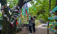 경주엑스포공원 소원나무에 카드 3000장 ‘주렁주렁’…“가족 건강·행복 기원”