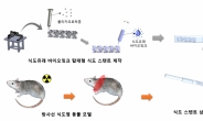 항암 대표 부작용 ‘방사선 식도염’ 치료길 열렸다!