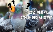 그 많은 비둘기, 도대체 밤에 잠은 어디서 잘까? [IT선빵!]