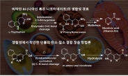 생합성 모사 ‘비타민 B3’ 합성법 개발…新 분자설계 실마리