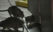‘위생 A등급’ 뉴욕식당,  쥐떼 습격에 문닫아