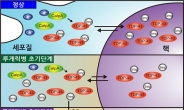 루게릭병·치매 新 발병원인 찾았다