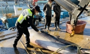 2500만원에 팔린  밍크고래…그물에 걸려 죽은 채 발견