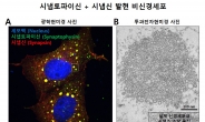 腦 속 신경전달물질 유동성(流動性) 원리 풀렸다