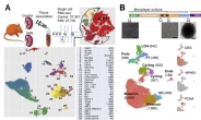 인체 ‘신장’ 개별 세포분석 성공…만성신장질환 치료 가능성↑