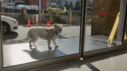 [영상]병원 앞서  6일…‘오매불망’ 아픈 주인 기다린 강아지