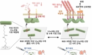 용수철처럼 자유자재로 늘어나는 ‘나노코일’…줄기세포 재생능력 높인다