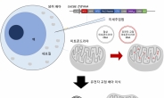 미토콘드리아 DNA 교정 가능해진다…韓 연구진 동물실험 첫 성공