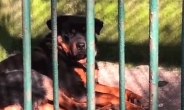 [영상] 죽은 늑대 대신 개 전시...中 동물원 '망신살'