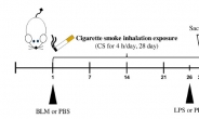 담배연기 노출 ‘폐 손상’ 가속화된다…동물시험으로 입증