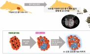 “줄기세포 치료효과 MRI로 들여다본다”