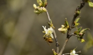 농식품부, 6∼10월 꿀벌 집중 방제기간 운영