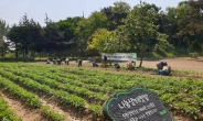 수원 도시농업 시민봉사단, 녹색 나눔 실천