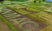 오비맥주 한맥, 충북 제천시에 쌀 활용한 ‘필드아트’ 조성