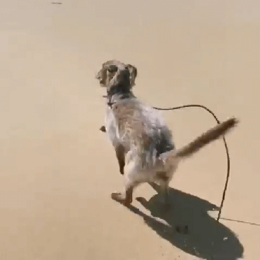[영상]학대로 시력 잃은 개, 새주인 만나 해변 전력질주 ‘뭉클’