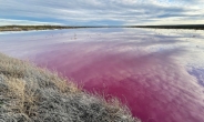 핑크빛으로 변한 아르헨티나 석호…“공장 폐기물 속 화학물질 탓”