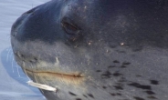 무시무시한 상어도 잡아먹는 남극의 포식자 첫 확인…무슨 동물이길래