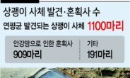 한국바다서 1년에 1000마리씩 사라지는 상괭이 [LAST SEA : 한국 고래의 죽음]