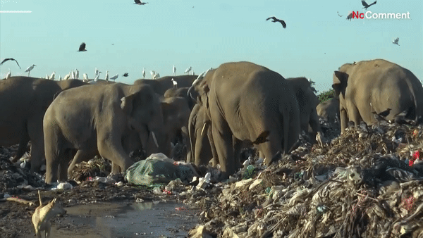 [영상] 쓰레기 매립지에서 비닐 먹는 스리랑카 코끼리들…멸종 위기 앞당겨