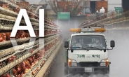 천안 토종닭 농장서 고병원성 AI 확인…48시간 가금 농장 이동중지