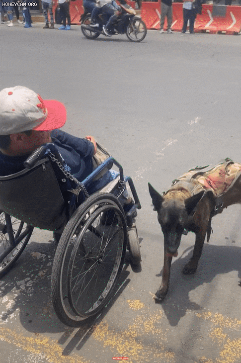 [영상]반려견이 몸 불편한 주인 탄 휠체어 밀었다, 전세계 ‘뭉클’