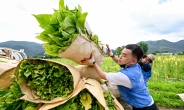KT&G, 잎담배 농가 수확 봉사활동 진행