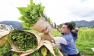 KT&G, 잎담배 농가돕기 수확 봉사활동 나서