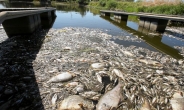 [영상] 유럽 가뭄 영향?…폴란드서 집단 폐사한 물고기 10t 걷어내 [나우,어스]