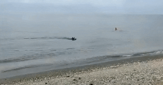 [영상]멧돼지가 왜 바다에서 나와?...피서객들 '혼비백산'