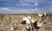 텍사스 ‘기록적 가뭄’에 면화값 급등