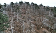 기후변화로 말라 죽는 나무들…지리산 구상나무 멸종 위기