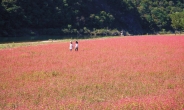 영월, 푸른 동강옆 꽃밭 속으로...붉은 메밀꽃을 아시나요?