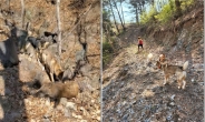 탐지견으로 야생멧돼지 폐사체 찾는다