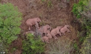 [영상] 누가 술 줬어?…만취 코끼리 24마리, 정글서 大자로 뻗었다 [나우,어스]