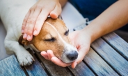 동물 학대시 재발방지 프로그램 이수 의무화…동물복지법 마련